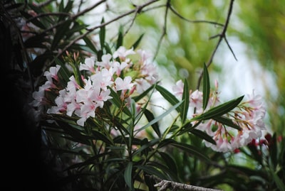 粉色有花瓣的花朵盛开在白天
